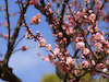 ６枚目の写真:大宰府天満宮(2月)