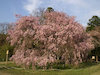 ２枚目の写真:上賀茂神社(斎王桜)