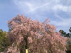 ３枚目の写真:上賀茂神社(斎王桜)