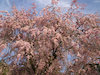 ４枚目の写真:上賀茂神社(斎王桜)