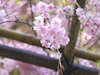 １８枚目の写真:上賀茂神社(みあれ桜)