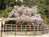 １９枚目の写真:上賀茂神社(風流桜)