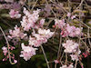 ２０枚目の写真:上賀茂神社(風流桜)