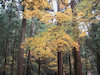 １０枚目の写真:高山寺