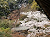 ６枚目の写真:永観堂(多宝塔・開山堂と桜)