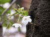 ７枚目の写真:永観堂(桜)