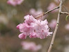 １５枚目の写真:永観堂(桜)