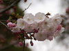 １６枚目の写真:永観堂(桜)