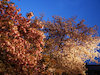 ３枚目の写真:二条城(桜の園)