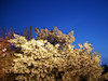 ４枚目の写真:二条城(桜の園)