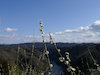 １０枚目の写真:月ヶ瀬梅渓(帆浦梅林:一目八景)