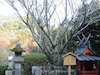 ８枚目の写真(長谷寺:紀貫之 故里の梅)