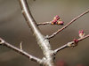 １１枚目の写真(長谷寺:桜のつぼみ)