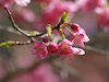 １２枚目の写真(長谷寺:早咲きの桜)