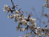 ３枚目の写真(長谷寺:桜)