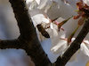 ４枚目の写真(長谷寺:桜)