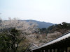 ７枚目の写真(長谷寺:桜)