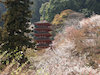 １０枚目の写真(長谷寺:五重塔)