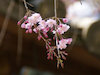 １２枚目の写真(長谷寺:桜)