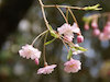 １６枚目の写真(長谷寺:桜)