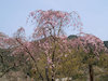 １９枚目の写真(長谷寺:桜)