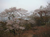 １１枚目の写真:津山城跡