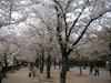 １０枚目の写真:大阪城公園(春:4月)
