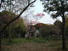 １１枚目の写真:大阪城公園(春:4月)