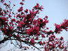 １２枚目の写真:大阪城公園(春:4月)
