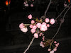 ３枚目の写真:はるのさくら(2006年)
