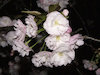 ５枚目の写真:はるのさくら2007