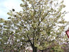 ７枚目の写真:黄桜