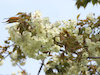 ８枚目の写真:黄桜
