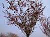 １８枚目の写真:紅華