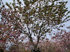 ３８枚目の写真:数珠掛桜
