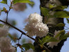 １１枚目の写真:鎌足桜