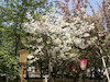 １３枚目の写真:渦桜