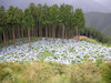 ４枚目の写真(高野竜神スカイライン:花園あじさい園)