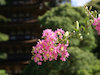 ３枚目の写真:山口市(瑠璃光寺)